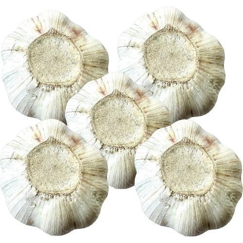 GARLIC 5 BULBS JADE ELEPHANT 5 PACK