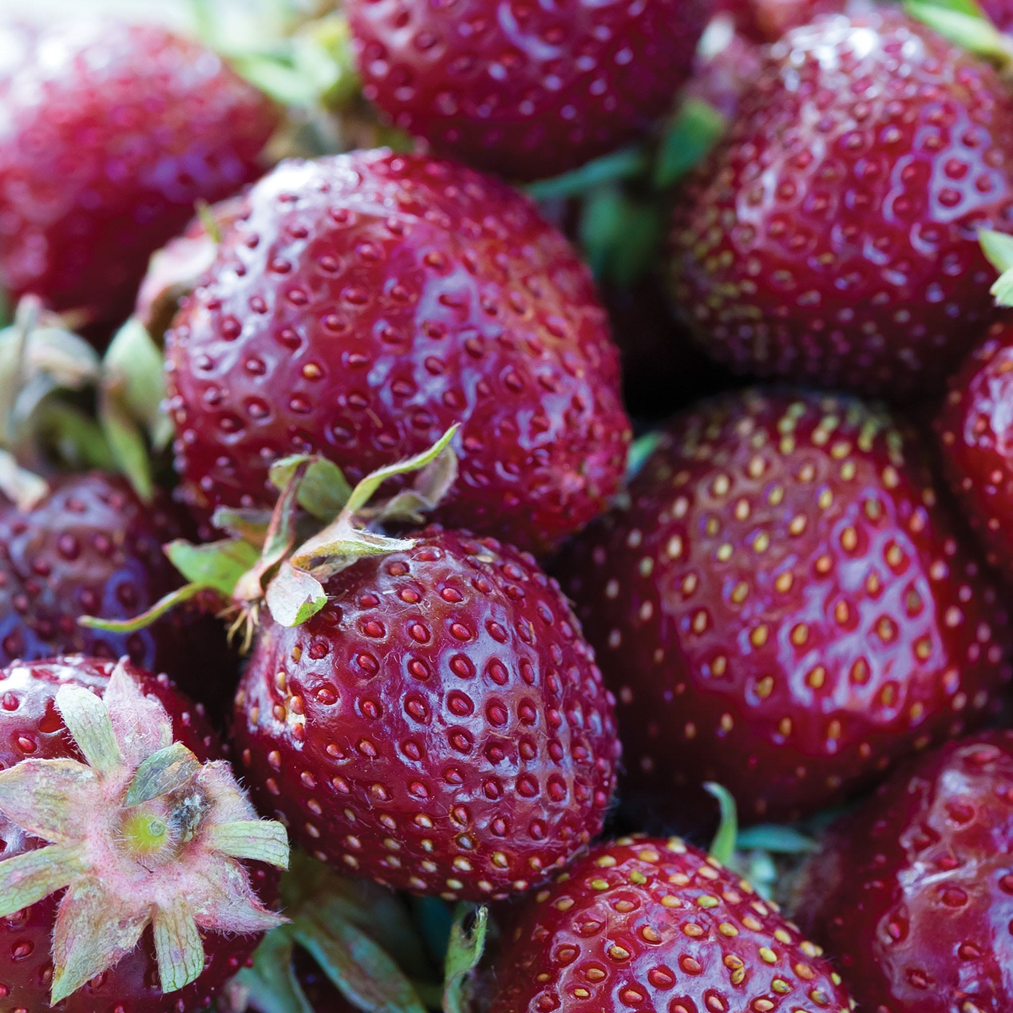 STRAWBERRY TRUFFLE FLORIA 17 OZ