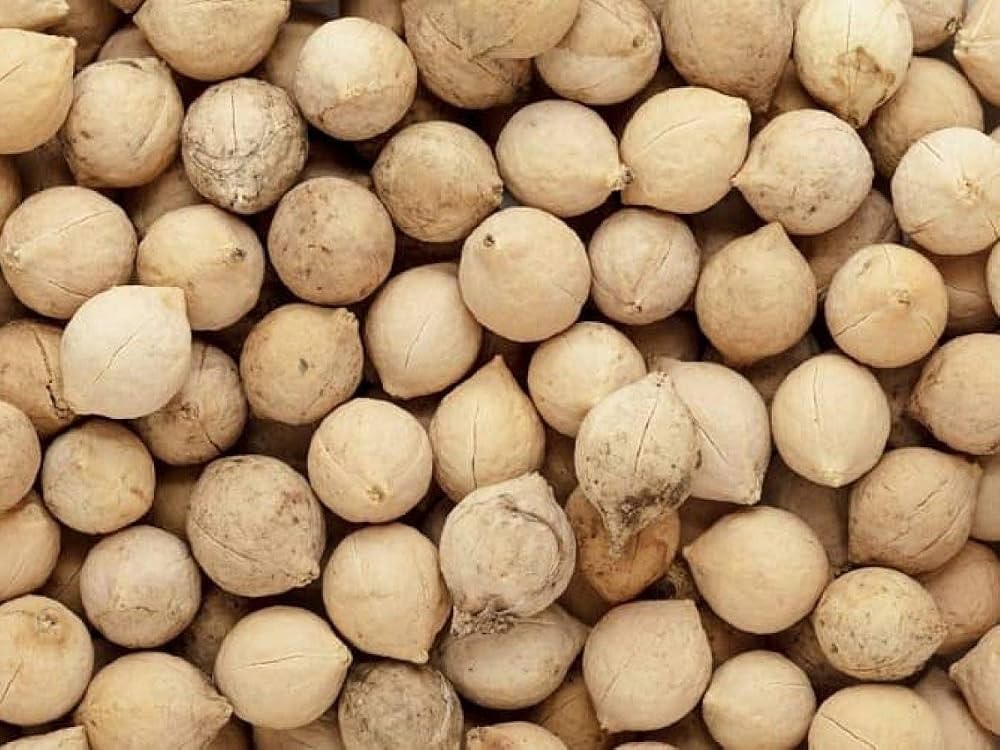 VEDIC PUTRAJEEVAK SEED 100 GM