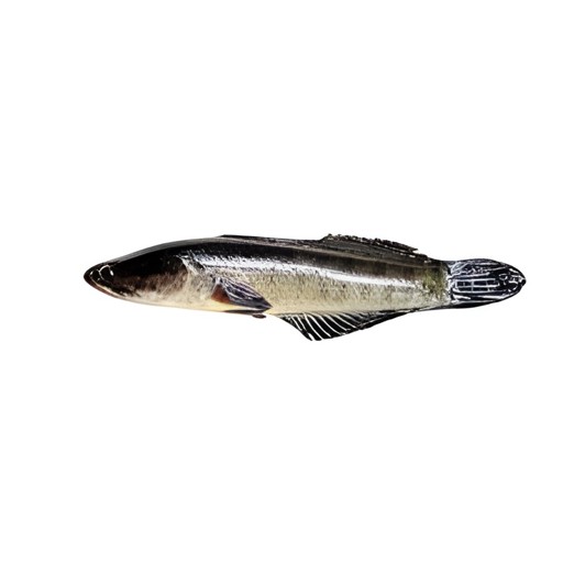 Taki Barta 1 LBS
