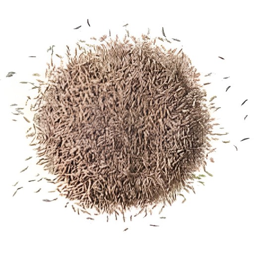 SW CARAWAY SEED 100 GM