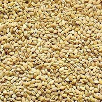 SW Haleem Wheat 4 LBS