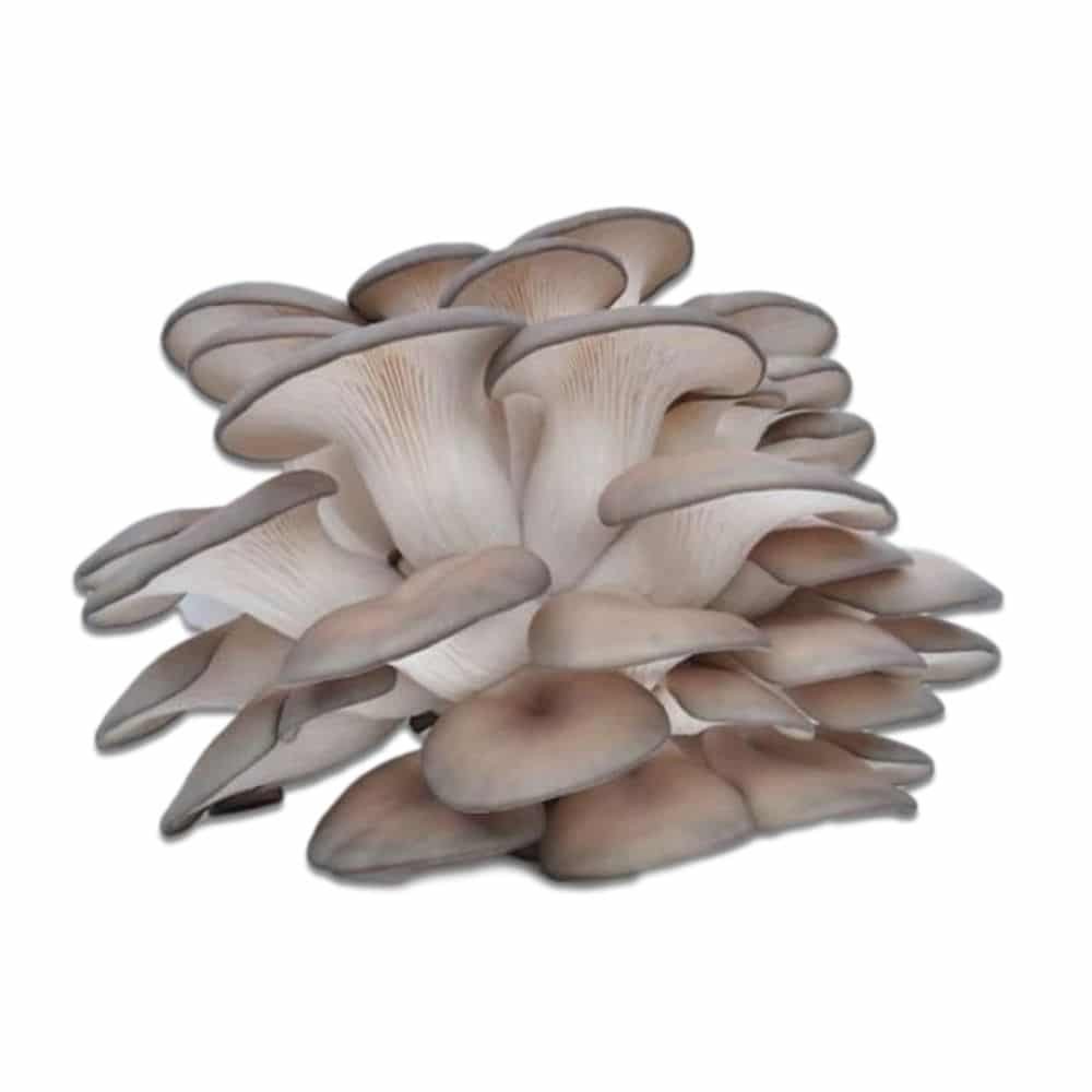 Oyster Mushroom  1 Pack