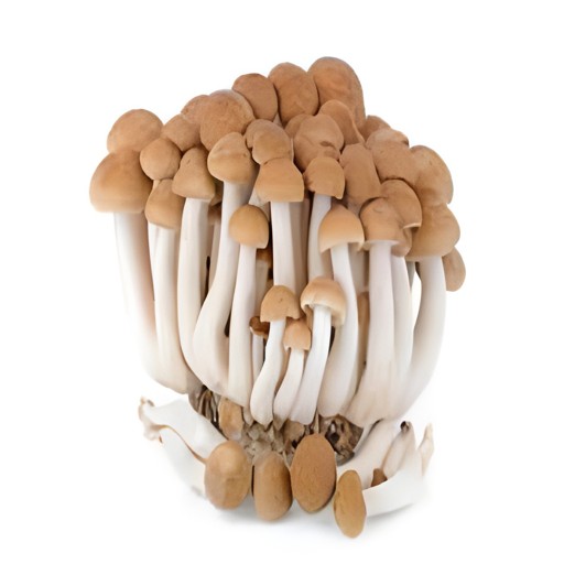 MUSHROOM BROWN SHIMEJI 150 GM