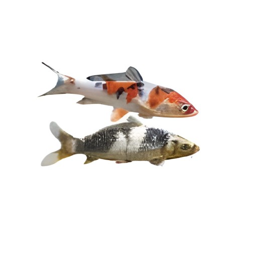 Koi Fish 1 EACH