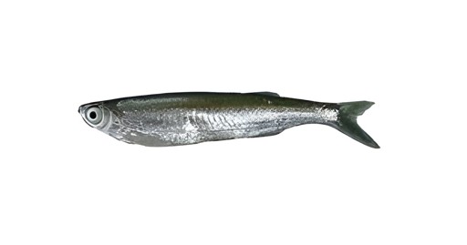 Chelapata 1 LBS