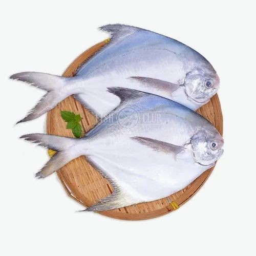 White Pomfr 1 LBS