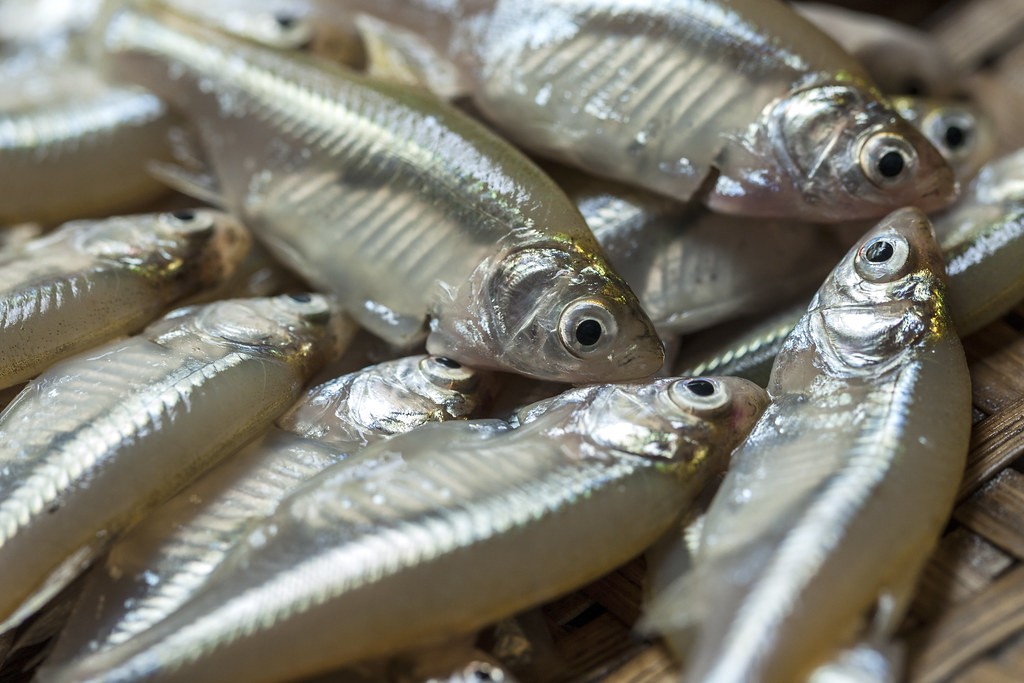 SHAHJALAL MOLA FISH 250 GM