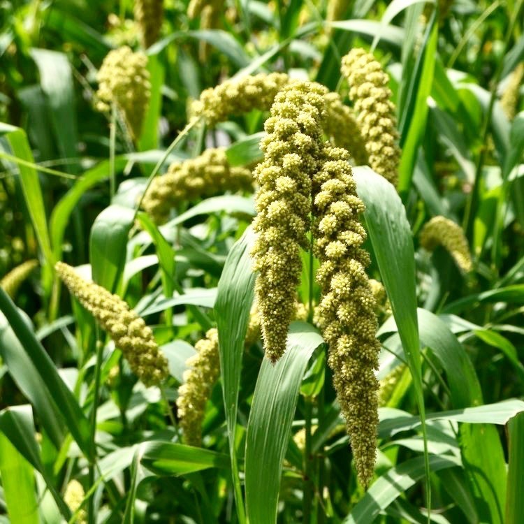 Hl Organic Foxtail Millet 2 Lbs