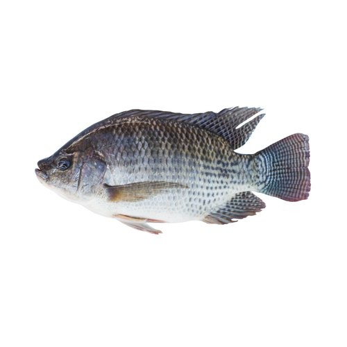 Tilapia 2 LBS