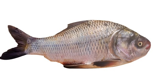 Golden Pomfret 1 LBS