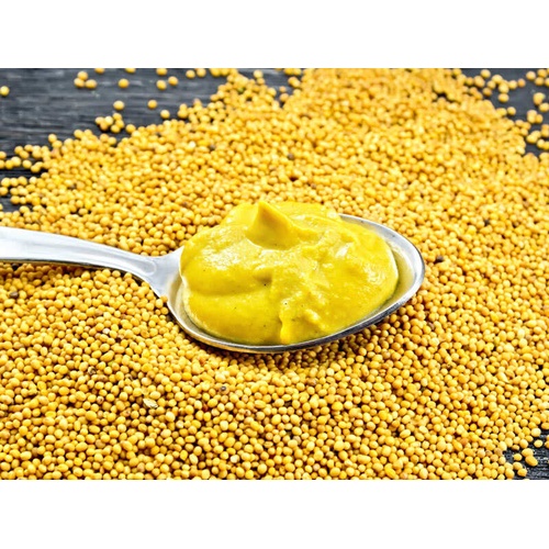 Mustard  Yellow 14 OZ