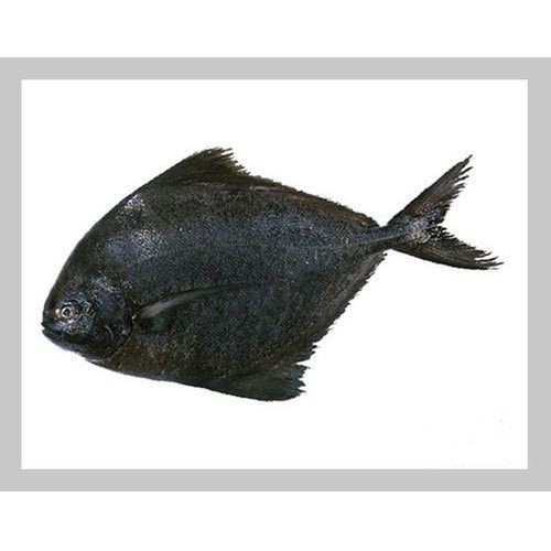 Pomfret Black 2 LBS