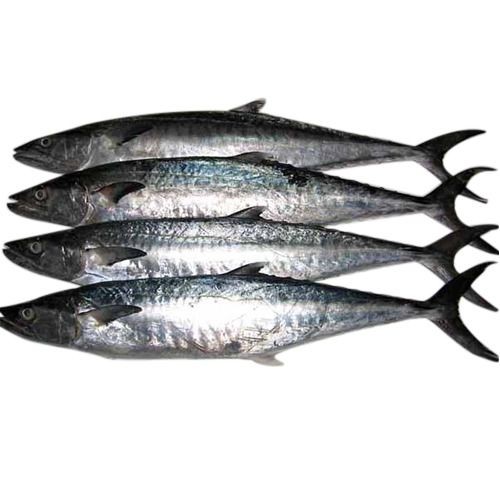 King Fish 1 LBS