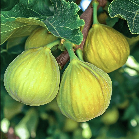 Deer Fig  10.5 OZ