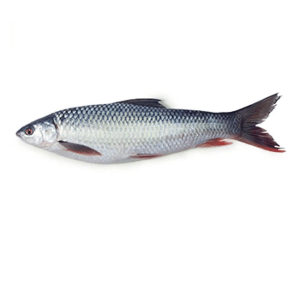 MRIGAL FISH 1 LBS