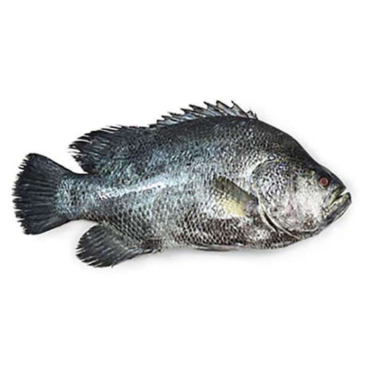 Koral Fish, Whole (2 Kg Fish) 4 LBS