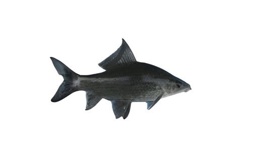 Fish Kalibush 1.5kg 2 LBS