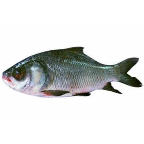 KATLA 2KG  1 LBS