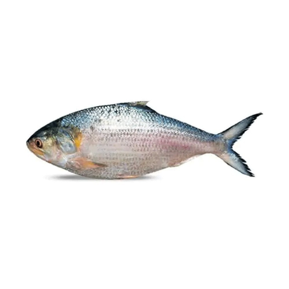 HILSHA 1500 2000 1 LBS