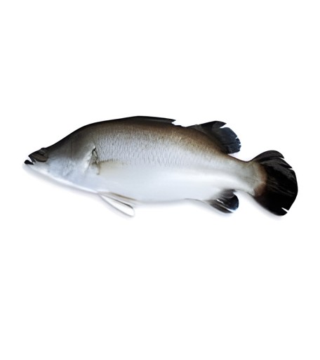 KORAL 4KG 1 LBS