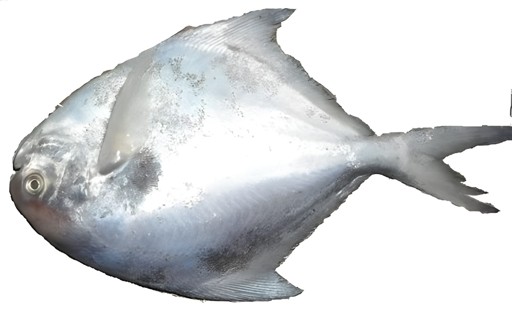 SILVER POMFRET 150 200G 1 LBS