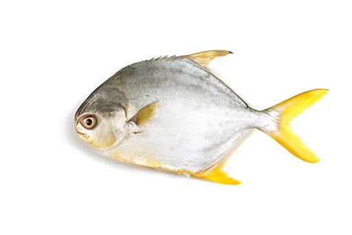 GOLDEN POMFRET 400G 1 LBS