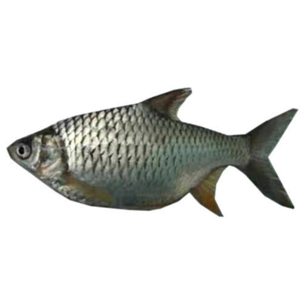 PUTI 1000G 1 LBS