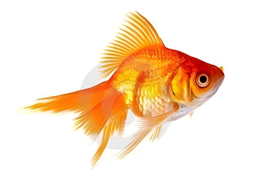 GOLDA 1 LBS
