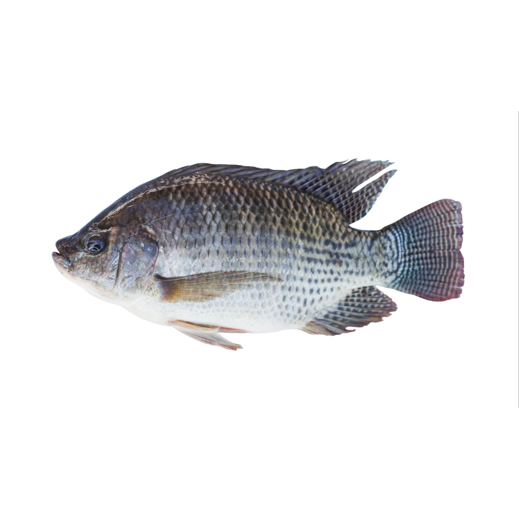 TILAPIA 350 2000G 1 LBS