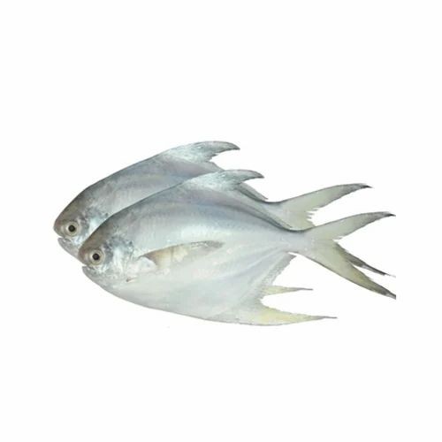 POA IQF 1 LBS