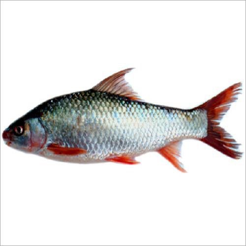 MIRGHAL 1 LBS