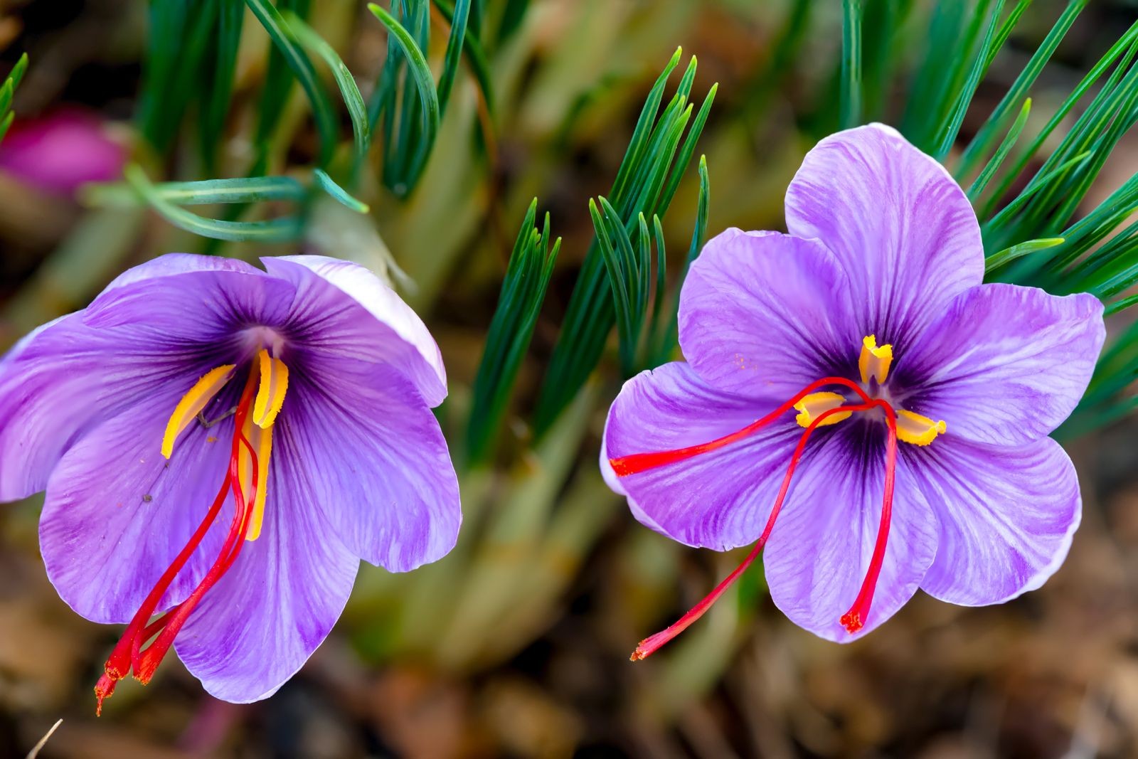 Laxmi Saffron 1 GM