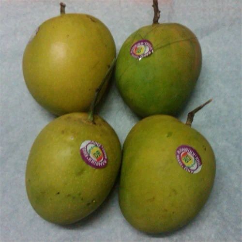 ATULFO MANGO 1 PACK