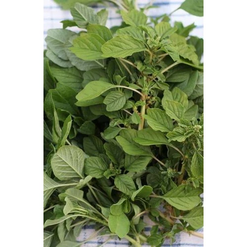 Amaranth Leaves 1 BUNCH