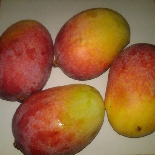 HADEN MANGO BOX 9 PCS