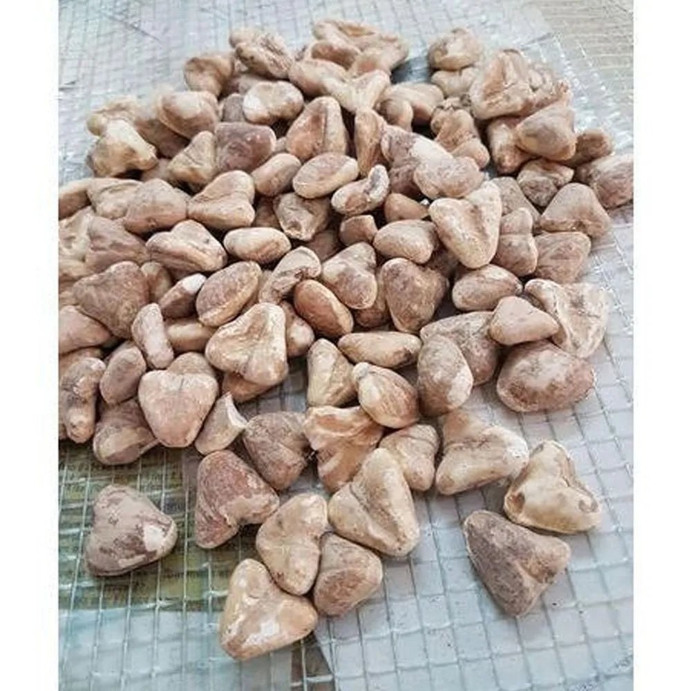 SINGODA 1 LBS