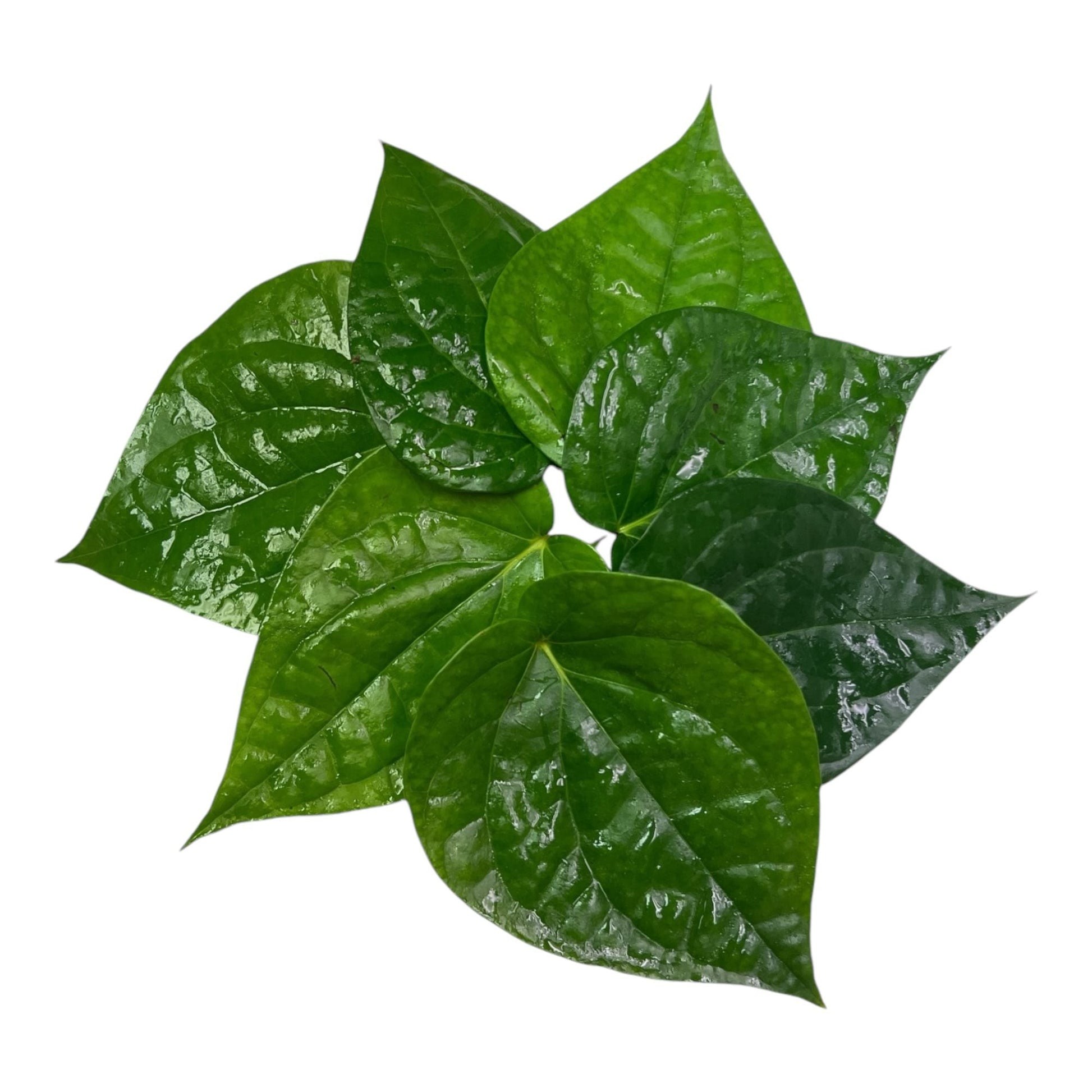 PAN LEAVES 1 LBS
