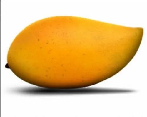 TOTAPURI MANGO 1 PACK