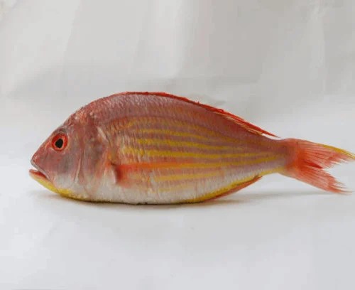 CAPTANS THREAD BREAM 1.5 LBS