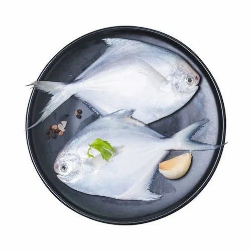 SILVER/WHITE POMFRET FISH FROZEN 1 LBS