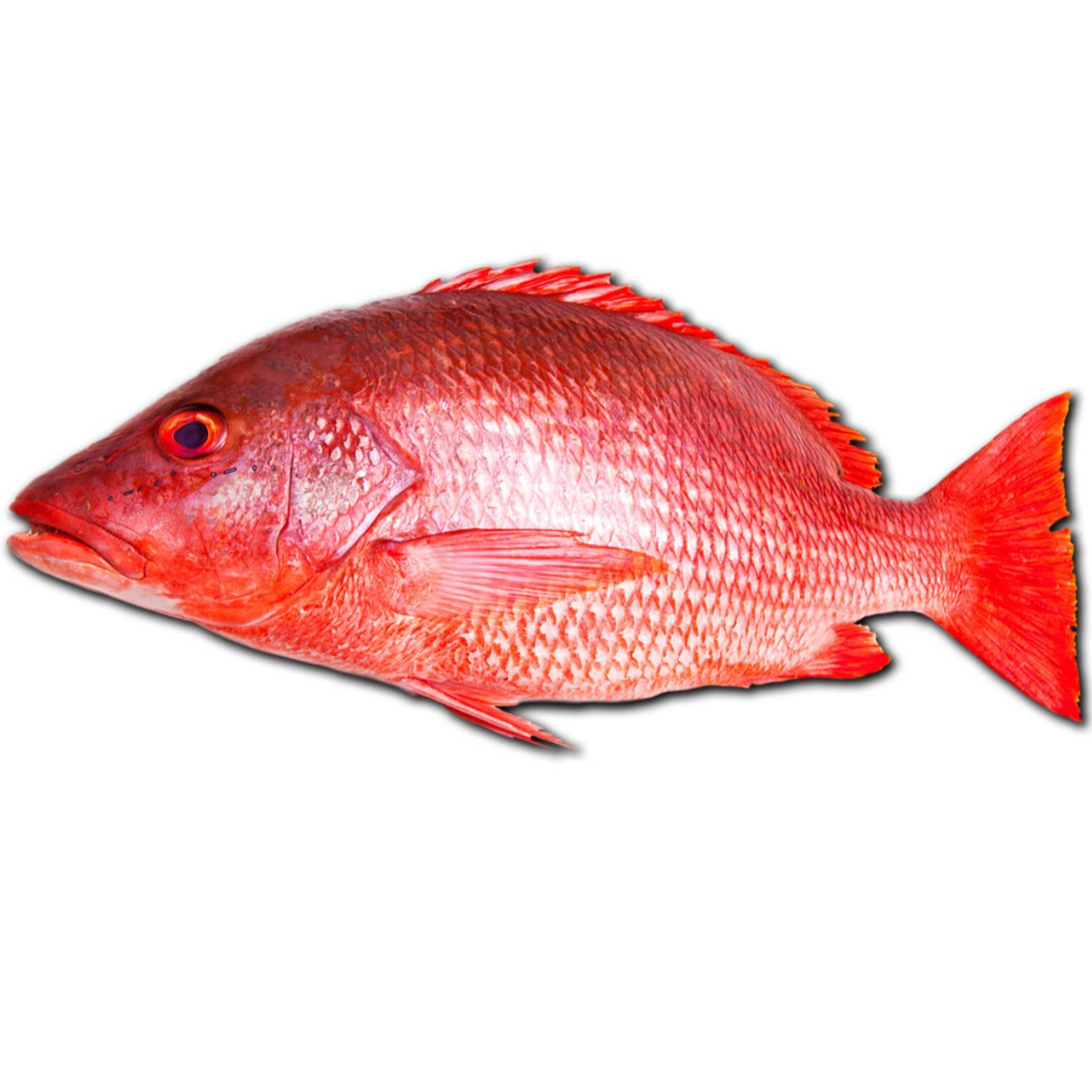 RED SNAPPER FISH FROZEN 3 LBS