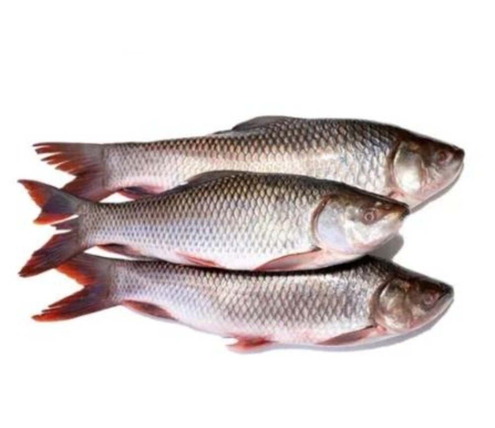 ROHU WHOLE FISH FROZEN 2 LBS