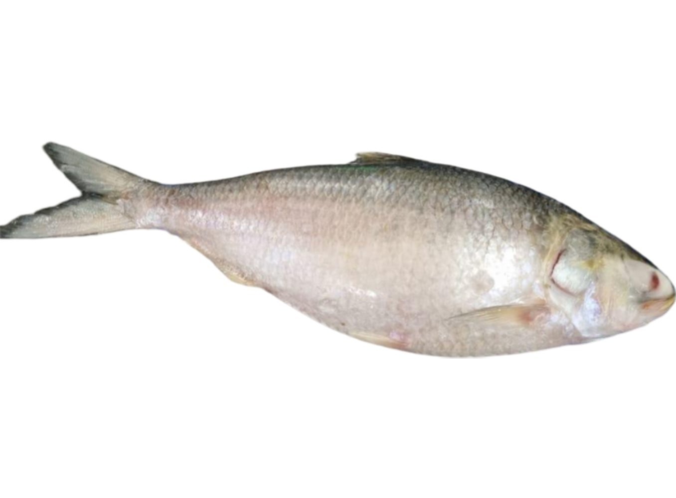 HILSA FISH FROZEN 2 LBS