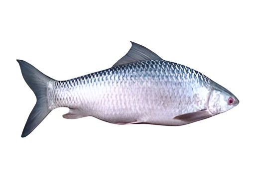 MRIGAL FISH FROZEN 2 LBS