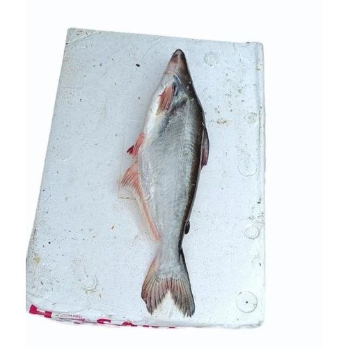ROHU BLOCK FROZEN 1 PACK