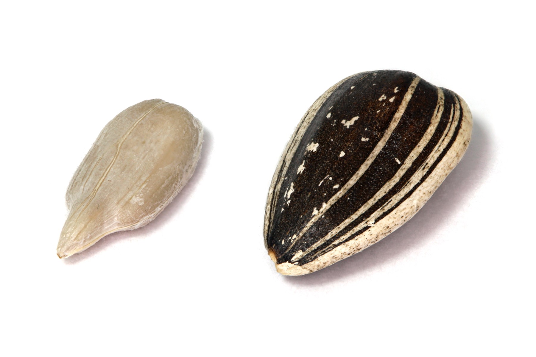 Sunflower Seed 7 OZ