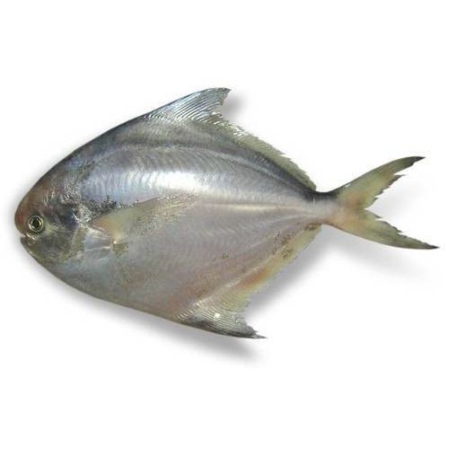 POMFRET 4 LBS
