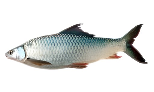 MRIGAL 2 LBS