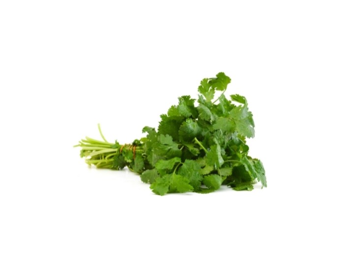 CILANTRO 60 PCS